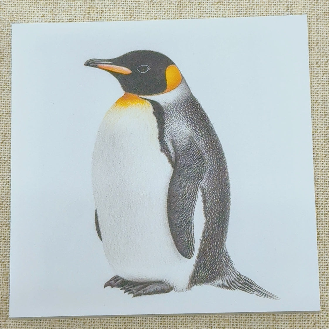 Emperor Penguin Square Memo Pad