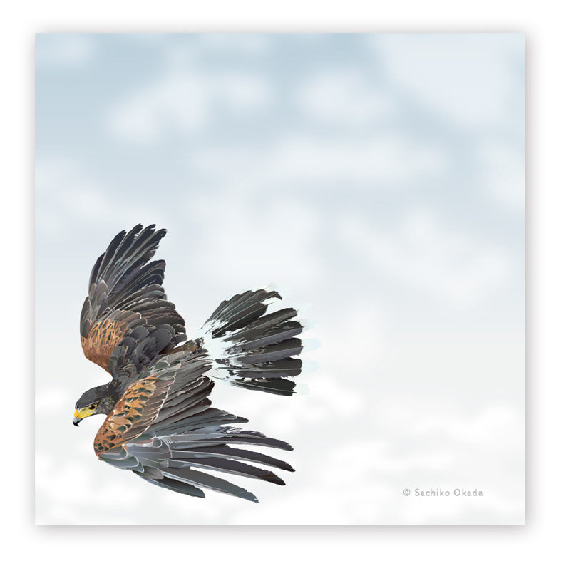 Harris Hawk Sticky Notes