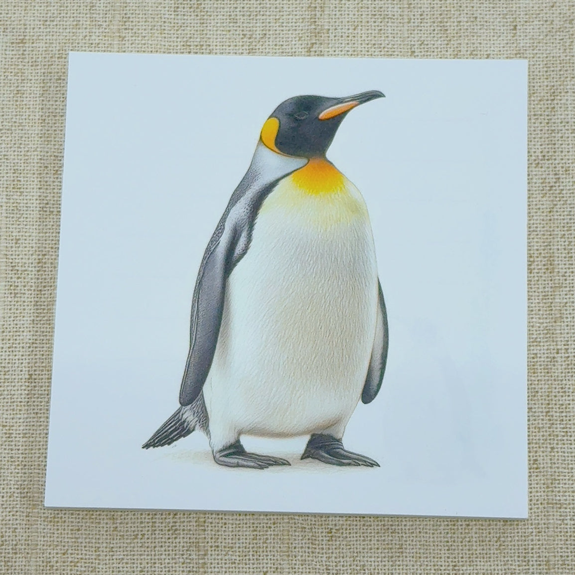 Emperor Penguin Square Memo Pad