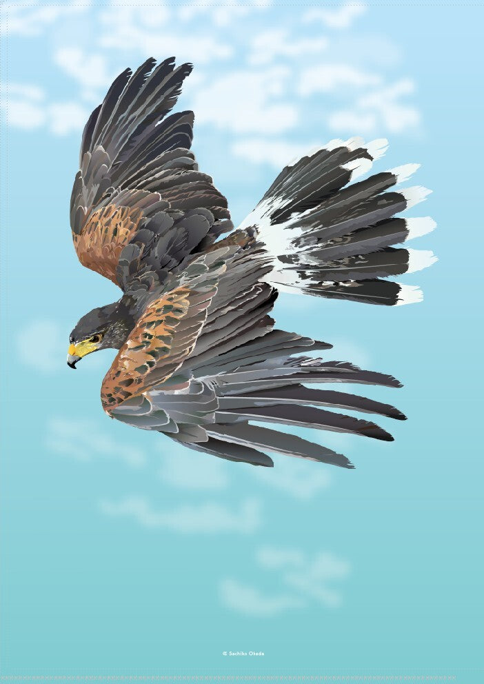 Harris Hawk A4 File Folder Organizer