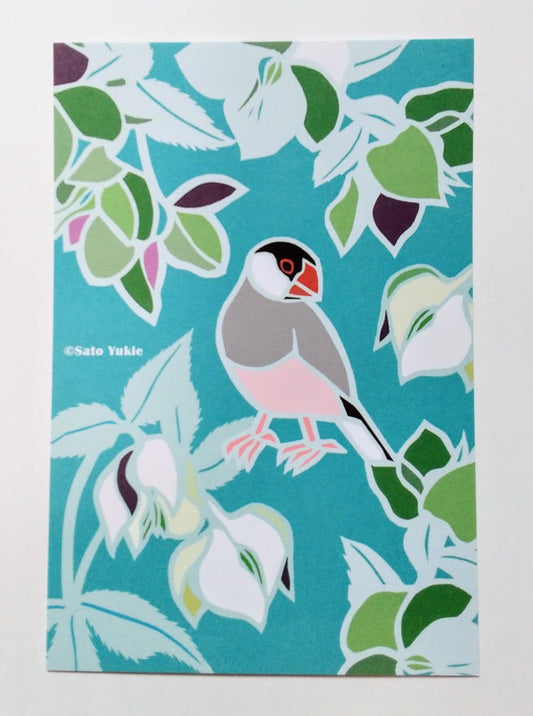 Java Sparrow Postcard