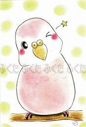 Bourke's Parrot Parakeet Postcard Fukuta-72 - Boutique SWEET BIRDIE