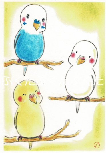 Budgie Postcard