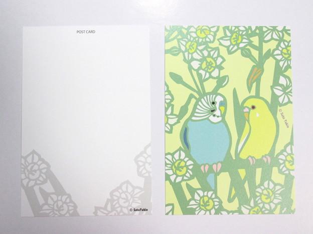 Budgie Budgerigar Parakeet Postcard - Boutique SWEET BIRDIE