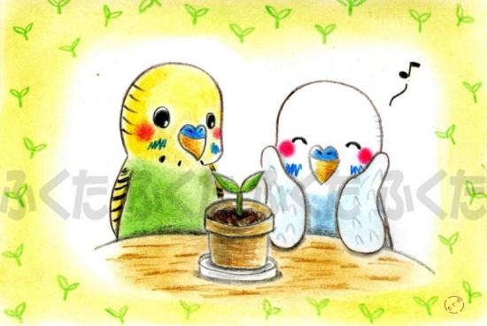 Budgie Budgerigar Parakeet Postcard - Boutique SWEET BIRDIE