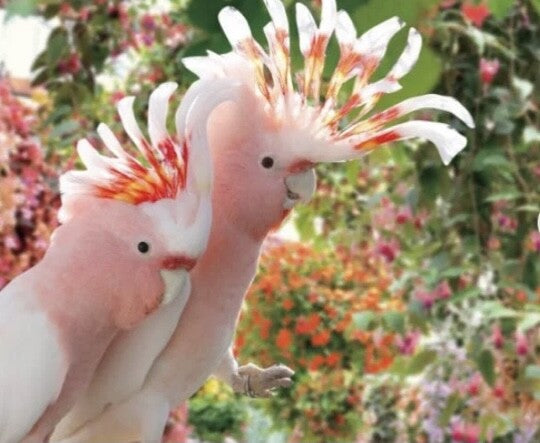 Major Mitchell's Cockatoo & Umbrella Cockatoo Drawstring Bag Mini Size