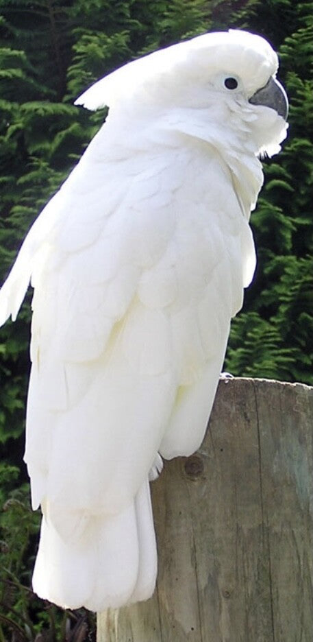 Major Mitchell's Cockatoo & Umbrella Cockatoo Drawstring Bag Mini Size