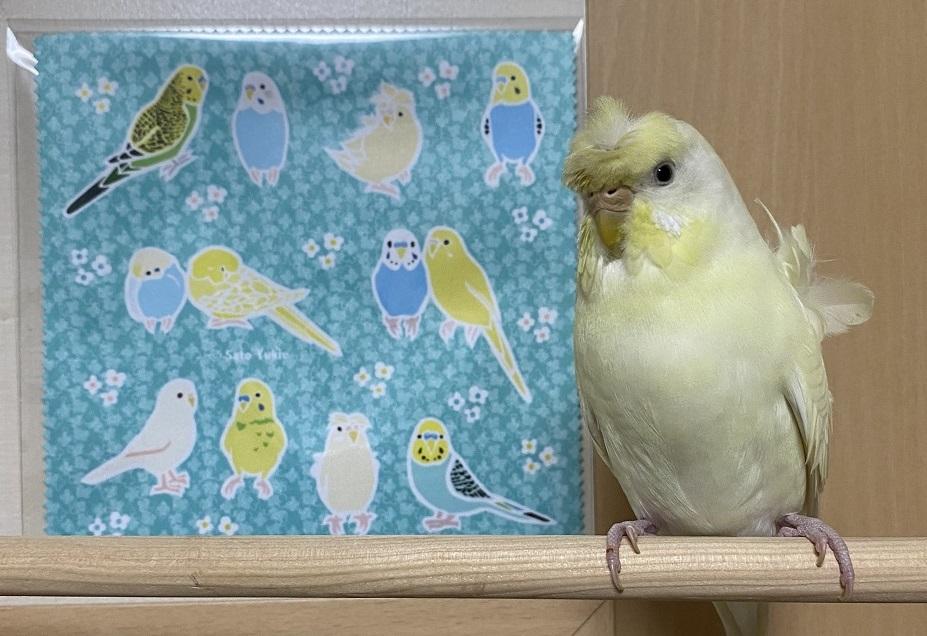 Budgie Lens Cloth Microfiber Cloth