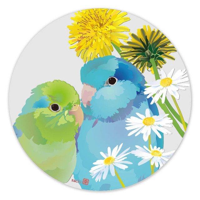 Pacific Parrotlet Acrylic Coaster