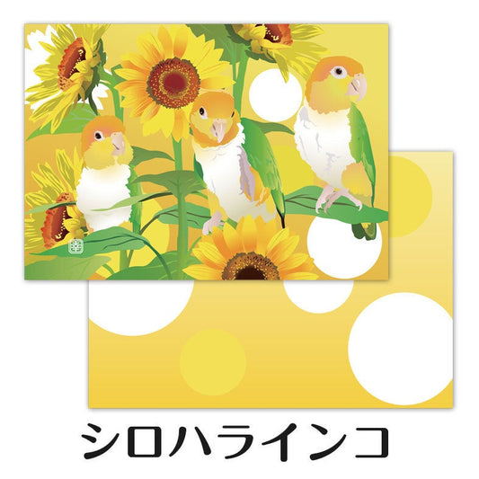 Creative Motion White-bellied Caique  Memo Pad (cm137) - Boutique SWEET BIRDIE