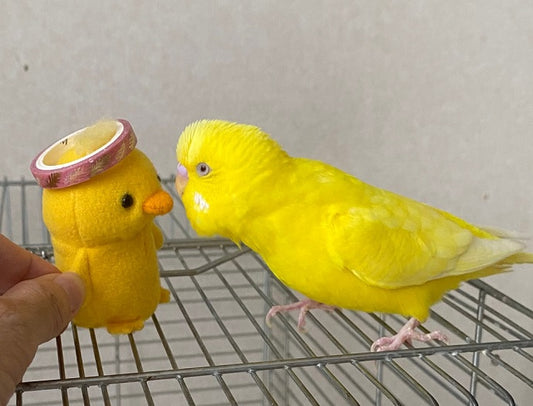 Tori-chan & his yellow friend