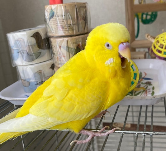 Talkative budgie & Important Update