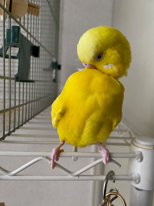 Tor-chan's preening & most popular talking video