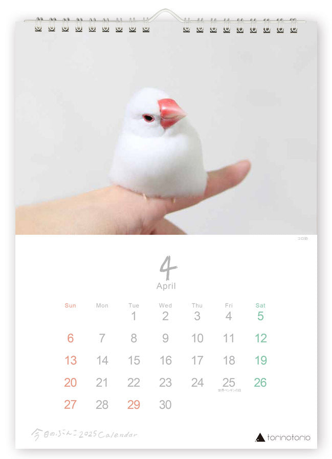 (PRE-ORDER) 2025 Java Sparrow Wall Calendar