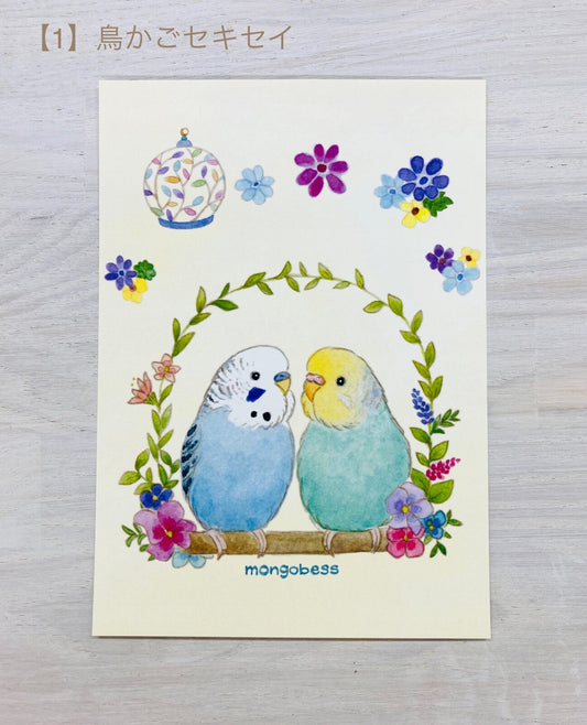 Budgie Bird Cage Postcard