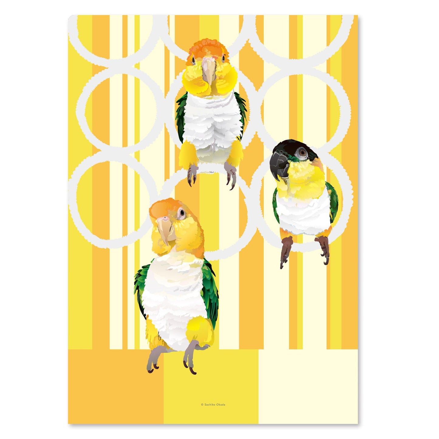 White-bellied Caique Black-headed Caique A4 File Folder Organizer