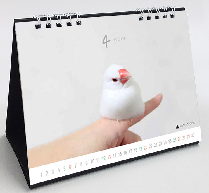 (PRE-ORDER) 2025 Java Sparrow Desk Calendar