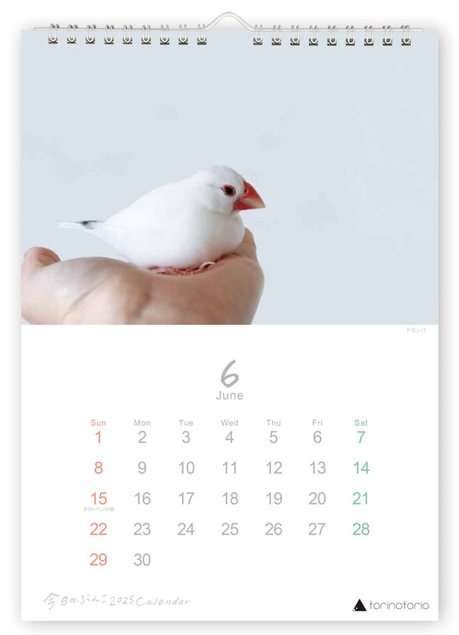 (PRE-ORDER) 2025 Java Sparrow Wall Calendar