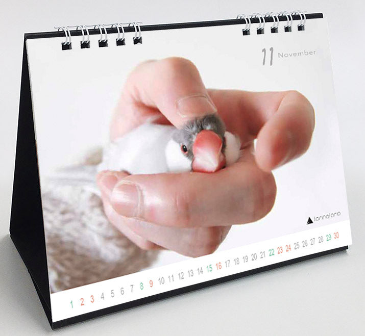 (PRE-ORDER) 2025 Java Sparrow Desk Calendar