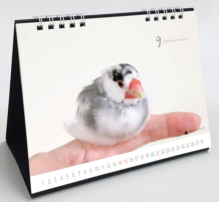 (PRE-ORDER) 2025 Java Sparrow Desk Calendar