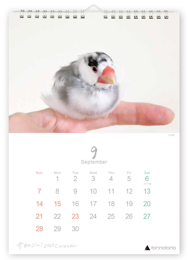 (PRE-ORDER) 2025 Java Sparrow Wall Calendar