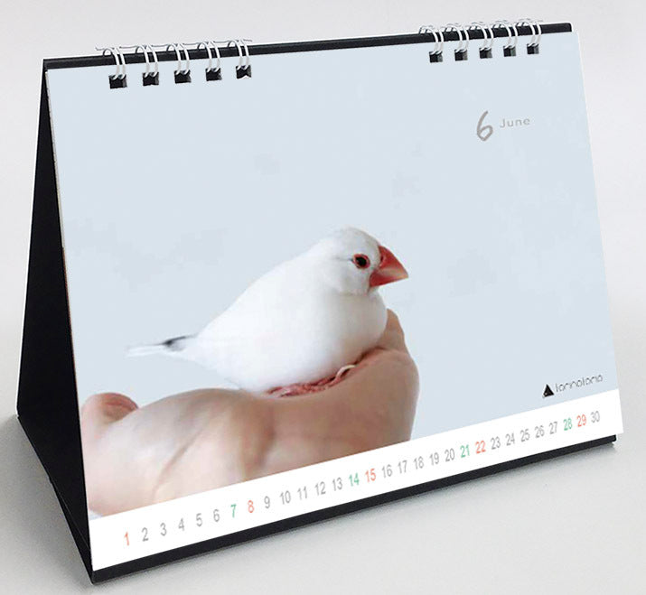 (PRE-ORDER) 2025 Java Sparrow Desk Calendar