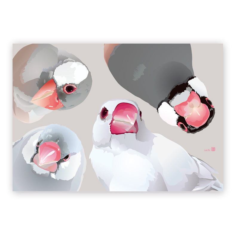 Java Sparrow Memo Pad