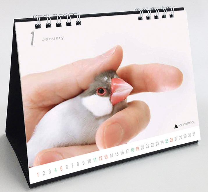 (PRE-ORDER) 2025 Java Sparrow Desk Calendar