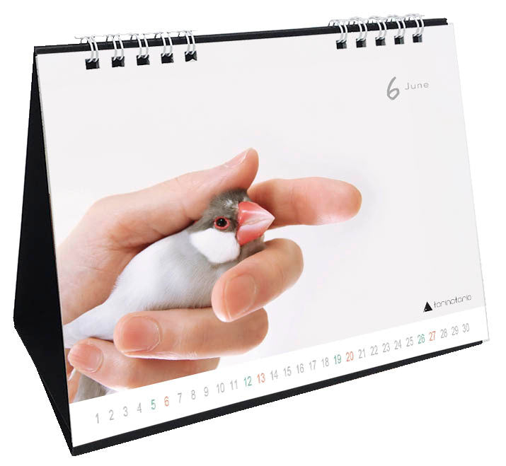 "Pre-order "  2027 Java Sparrow Desk Calendar