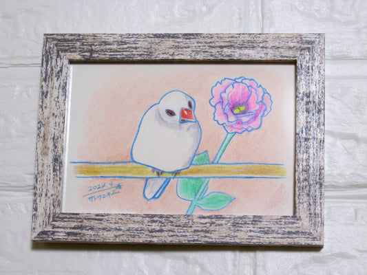 Java Sparrow Original Drawing Colored Pencil Artwork  by Yukie Sato