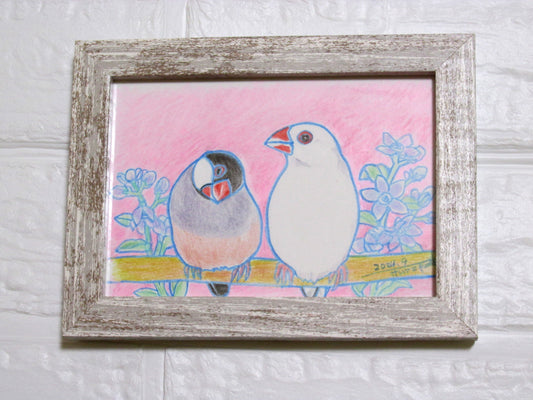 Java Sparrow Original Drawing Colored Pencil Artwork by Yukie Sato