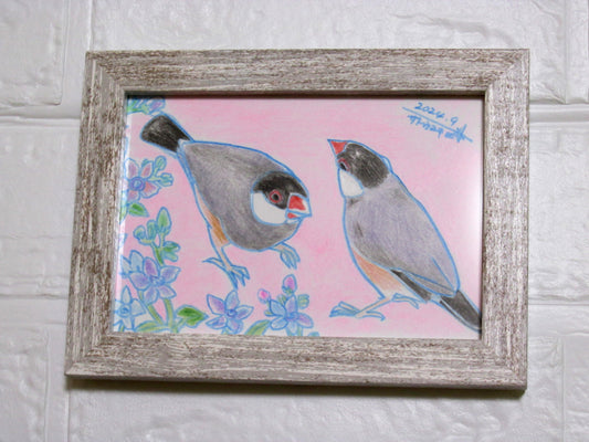 Java Sparrow Original Drawing Colored Pencil Artwork by Yukie Sato