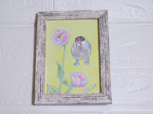 Java Sparrow Original Drawing Colored Pencil Artwork by Yukie Sato