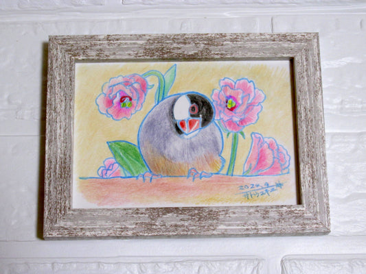 Java Sparrow Original Drawing Colored Pencil Artwork by Yukie Sato