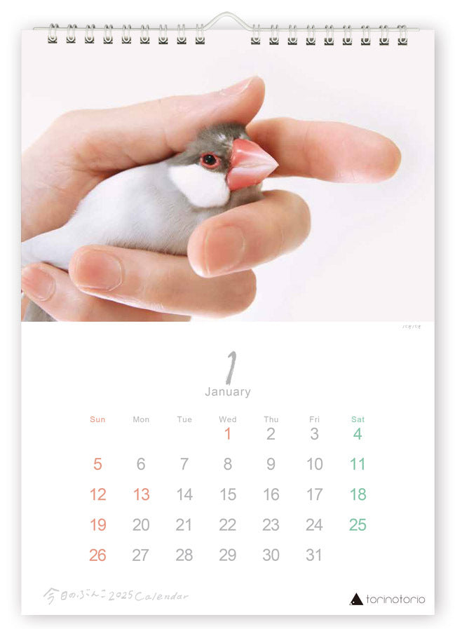 (PRE-ORDER) 2025 Java Sparrow Wall Calendar