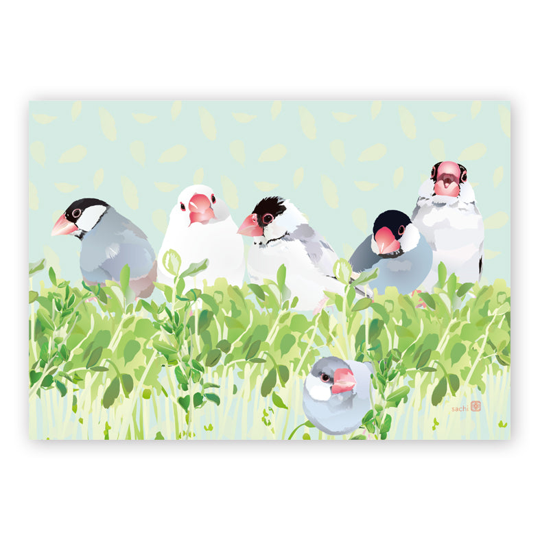 Java Sparrow Memo Pad