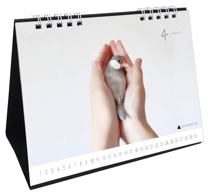 "Pre-order "  2027 Java Sparrow Desk Calendar