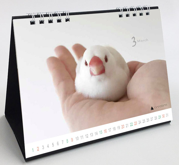 (PRE-ORDER) 2025 Java Sparrow Desk Calendar