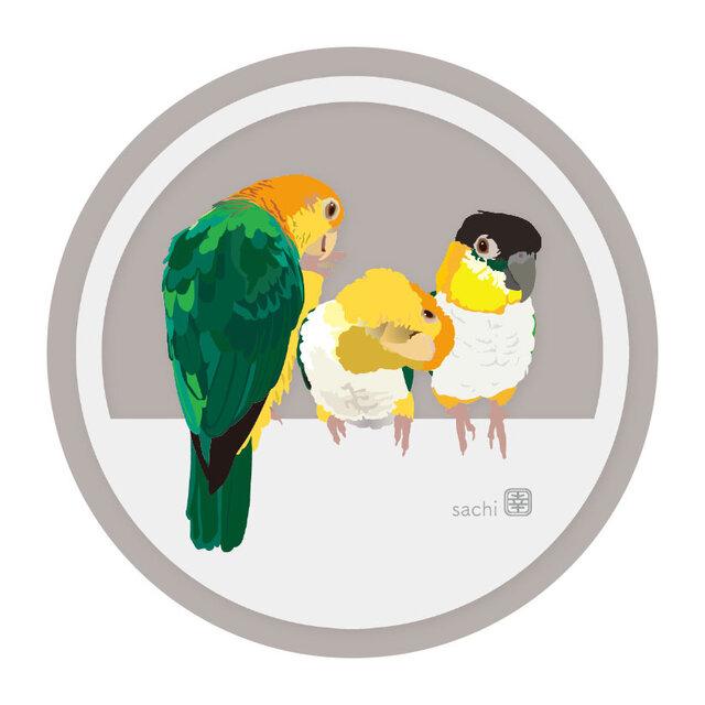 White-Bellied Caique and Black-Headed Caique Acrylic Coaster