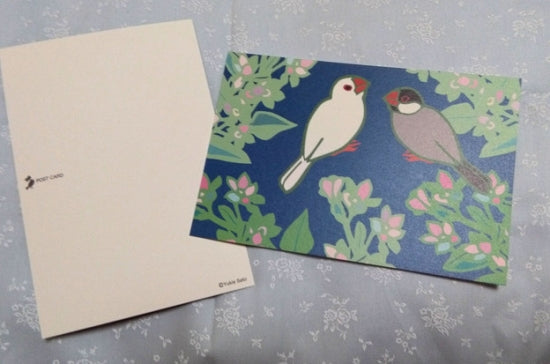 Java Sparrow Postcard Yukie-43 - Boutique SWEET BIRDIE