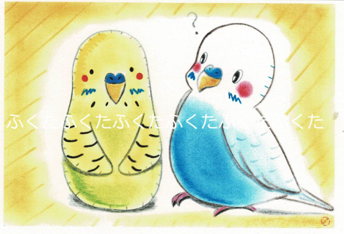 Budgie Postcard