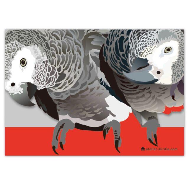 African Gray parrot Memo Pad - Boutique SWEET BIRDIE