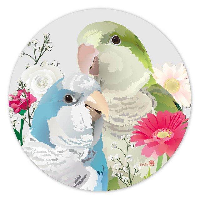 Monk Parakeet Acrylic Coaster