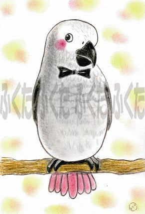 African Gray Parrot Postcard - Boutique SWEET BIRDIE