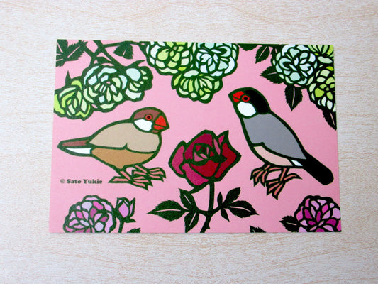 Java Sparrow Postcard